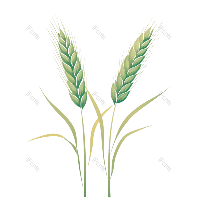 芒种图片,小满元素,稻谷PNG,麦子免抠素材